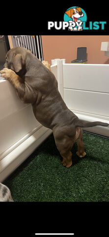 American Bully Pup