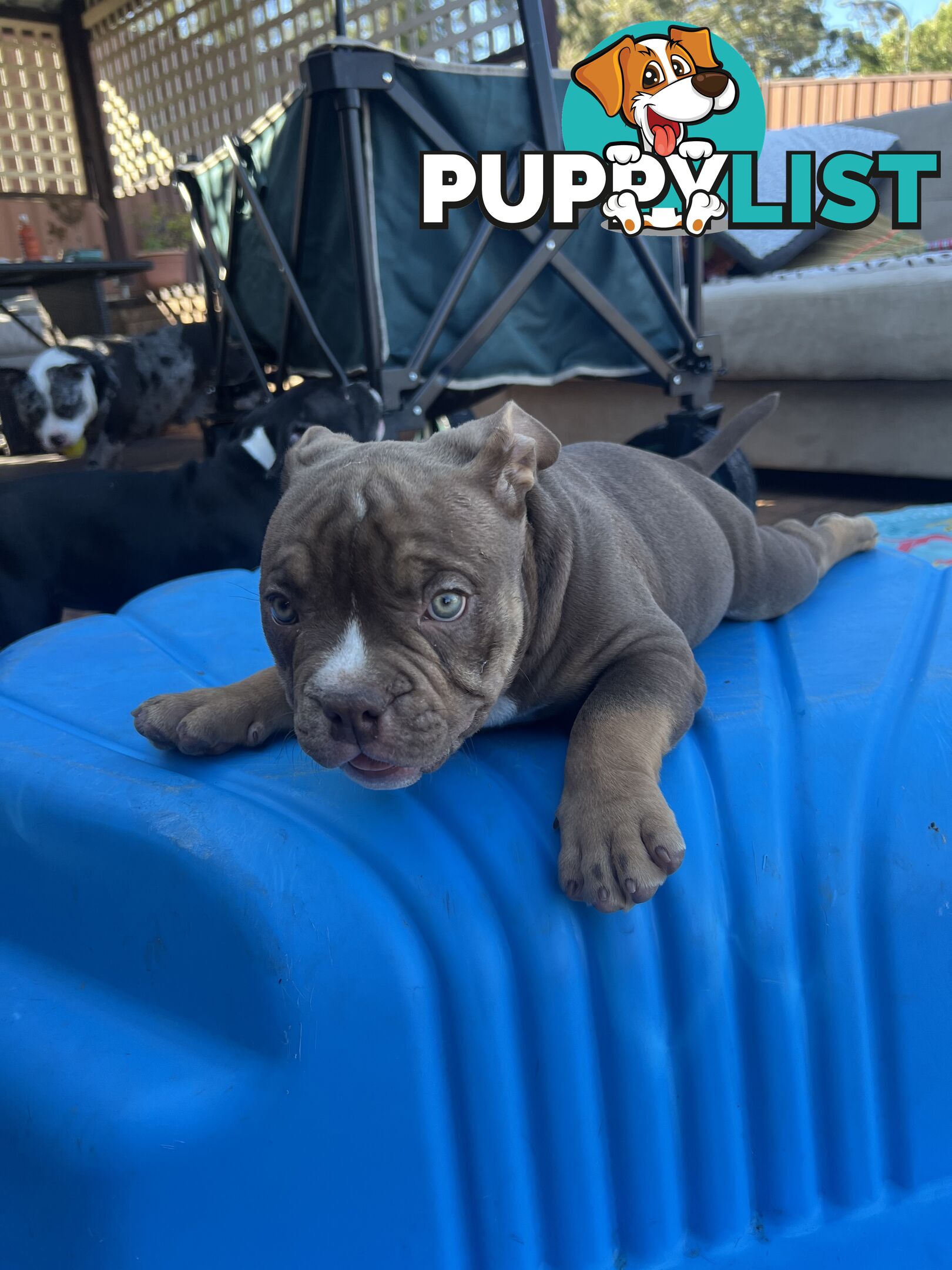 American Bully Pup