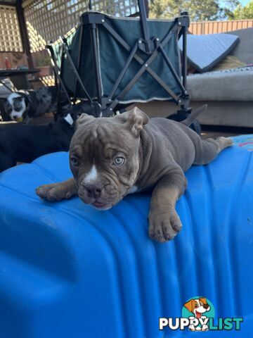 American Bully Pup