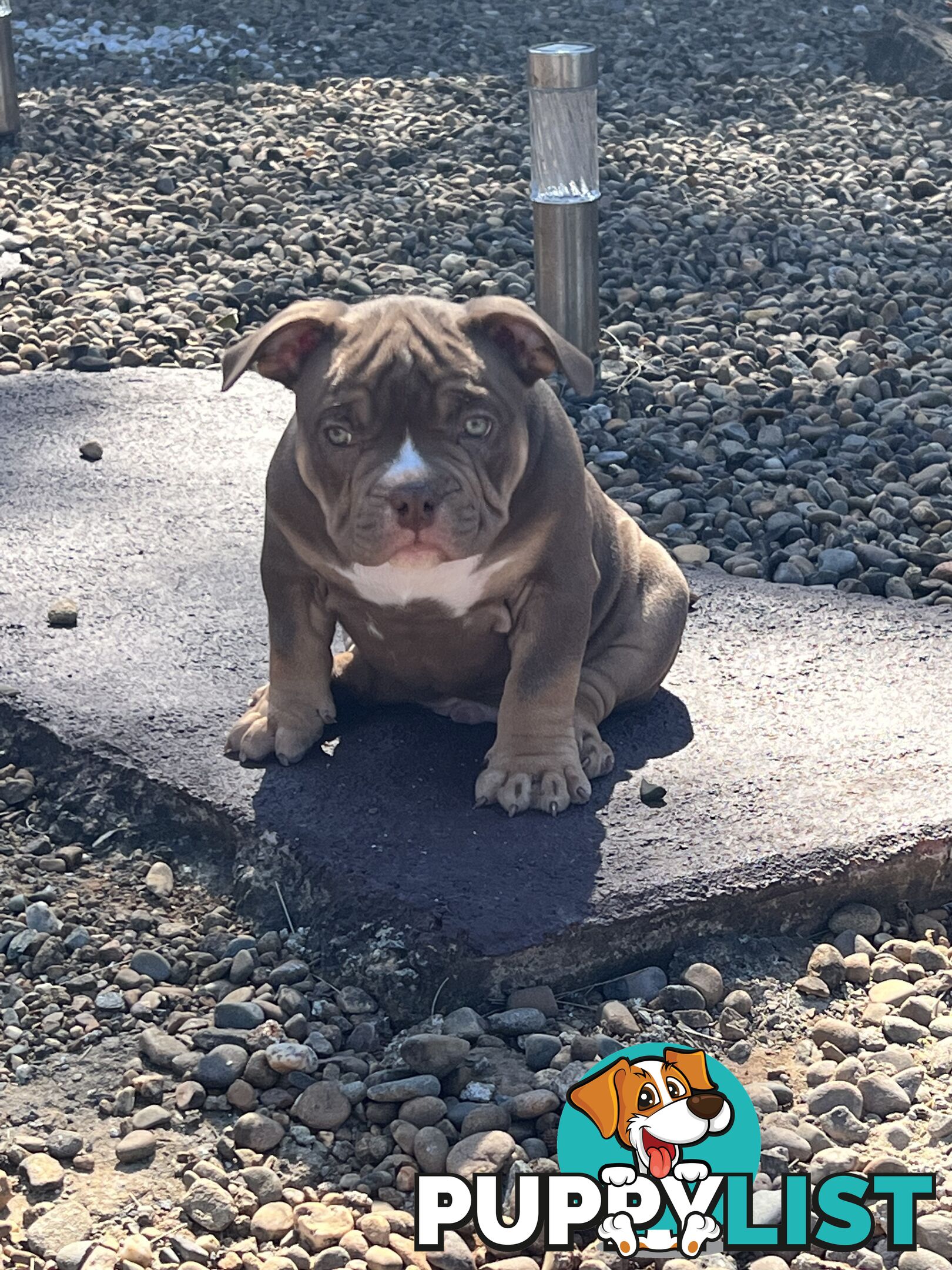 American Bully Pup