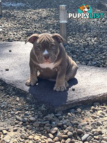 American Bully Pup