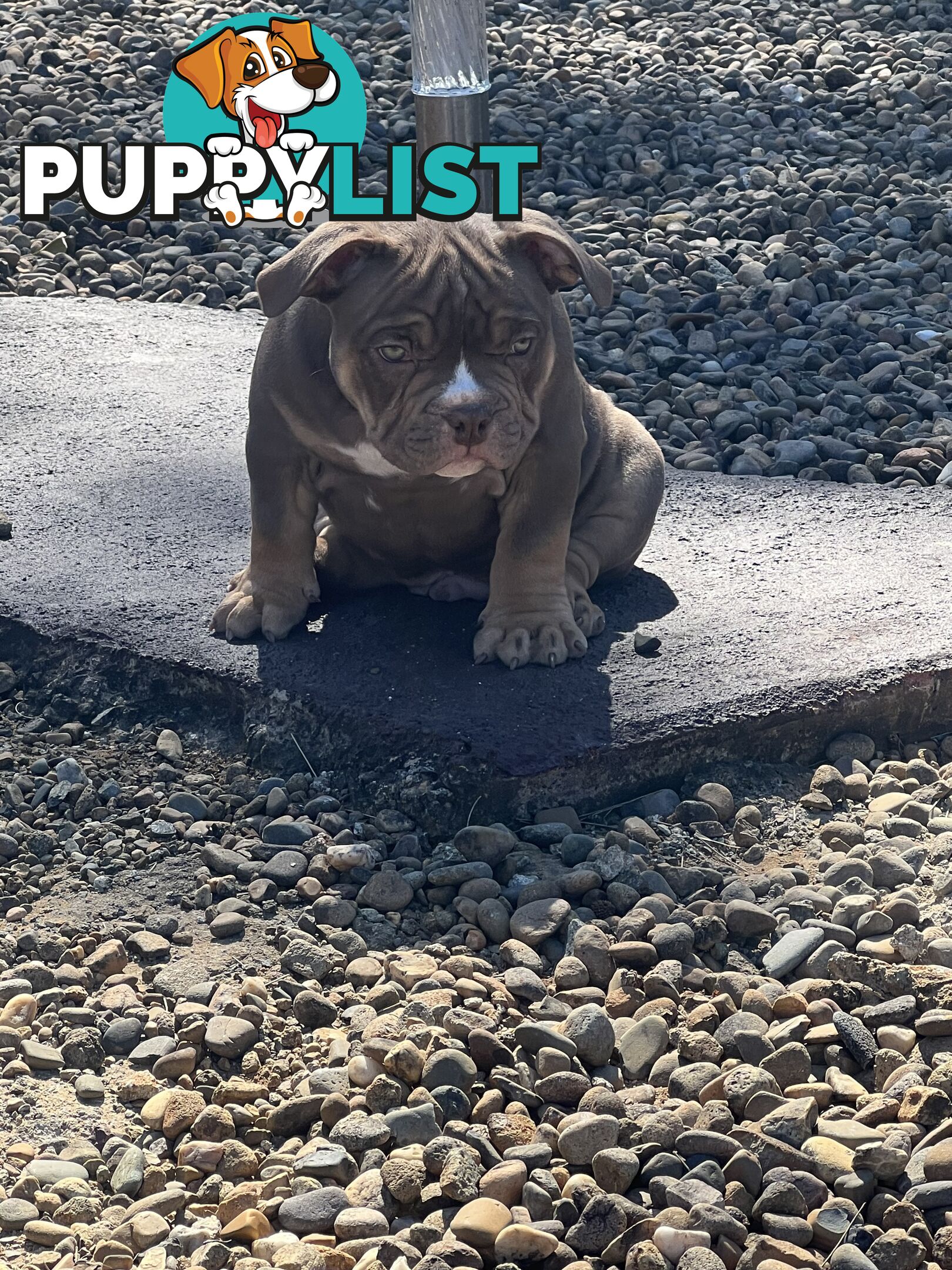 American Bully Pup