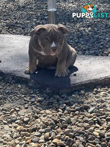 American Bully Pup