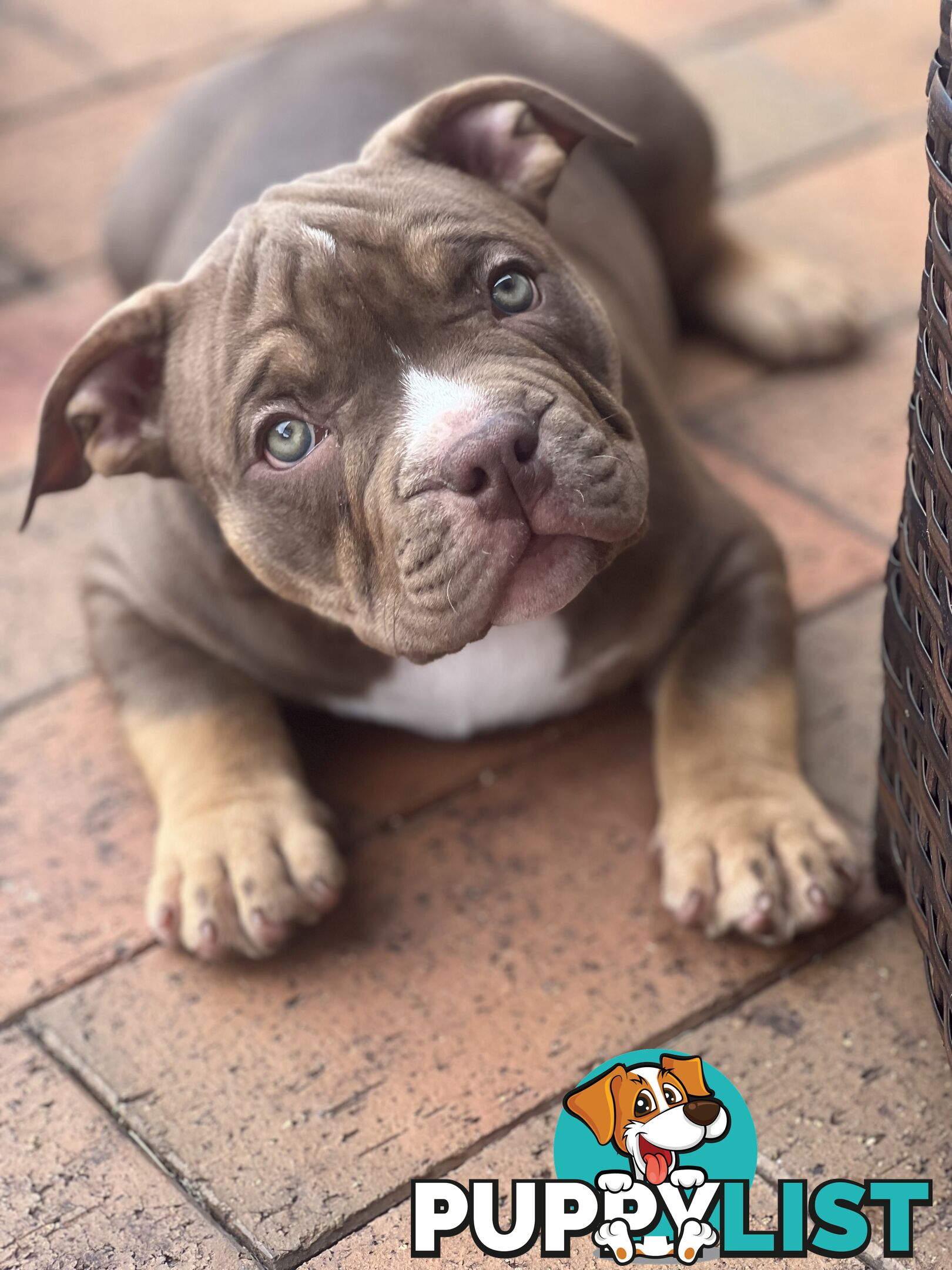 American Bully Pup