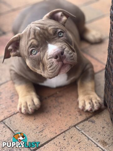 American Bully Pup