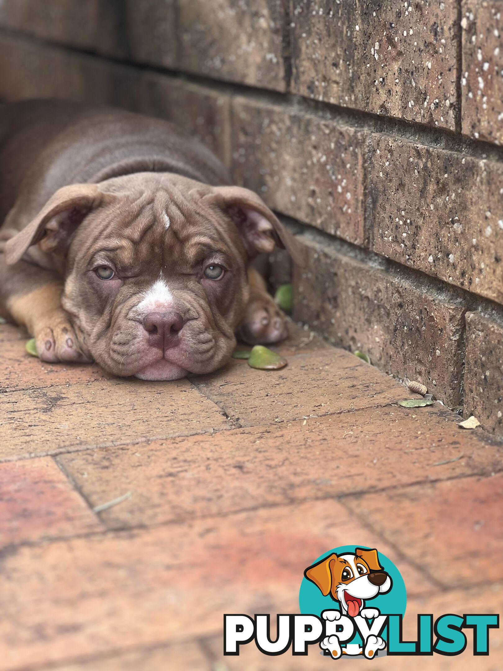 American Bully Pup