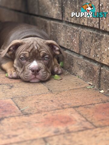 American Bully Pup