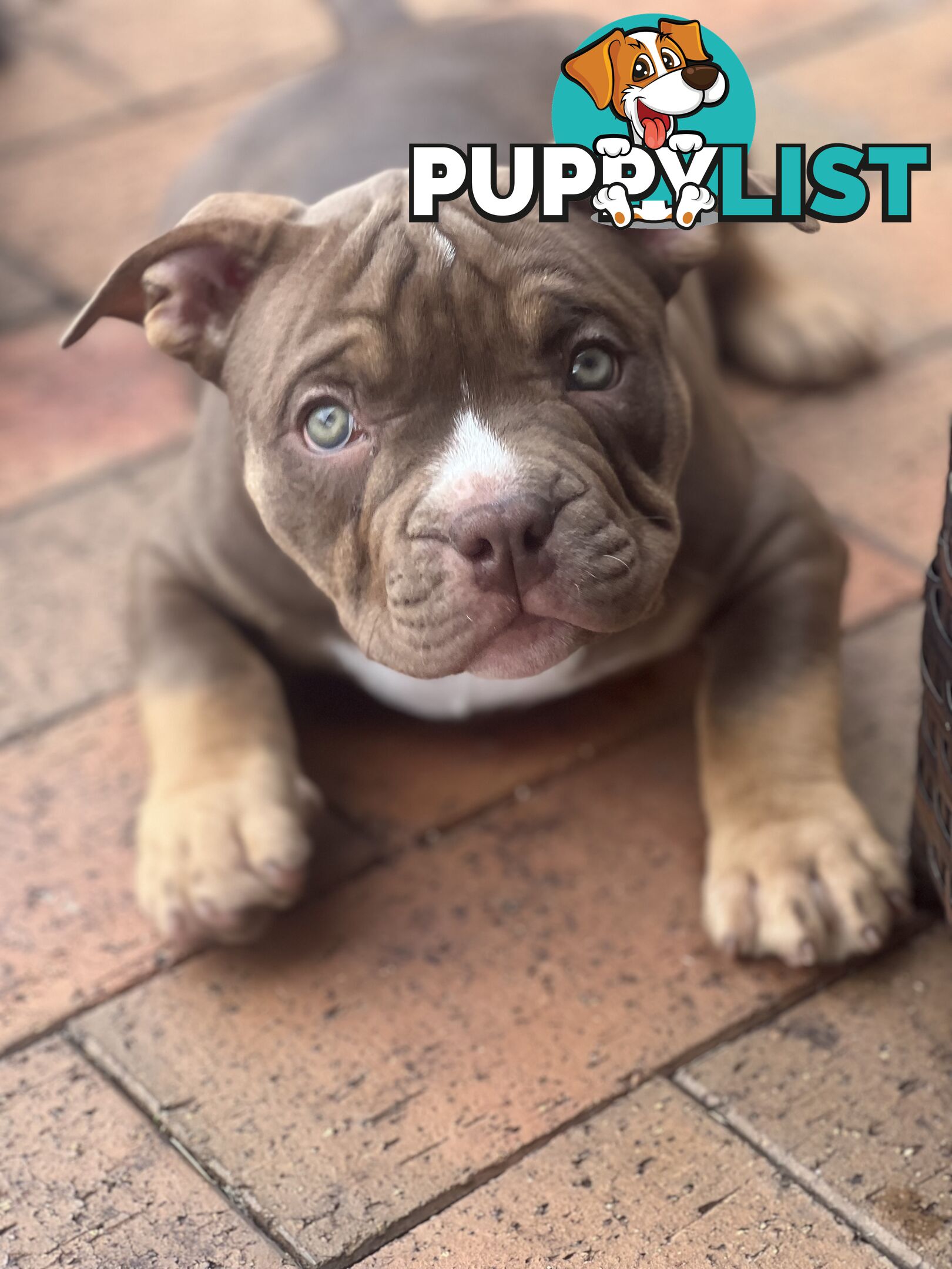 American Bully Pup