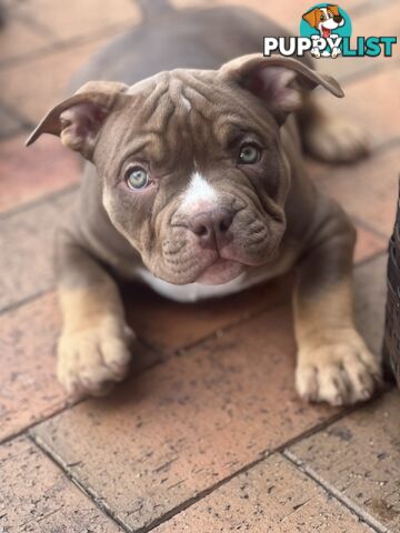 American Bully Pup