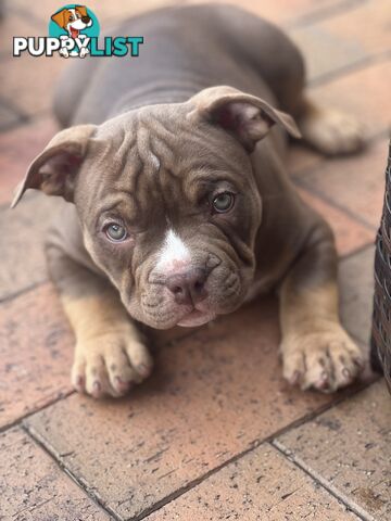 American Bully Pup