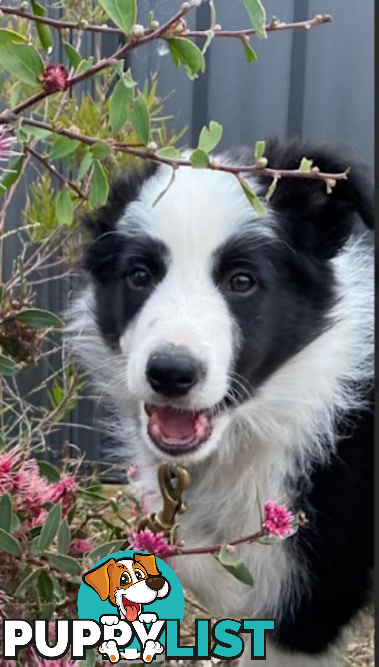 Purebred male border collie puppy