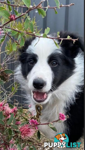 Purebred male border collie puppy