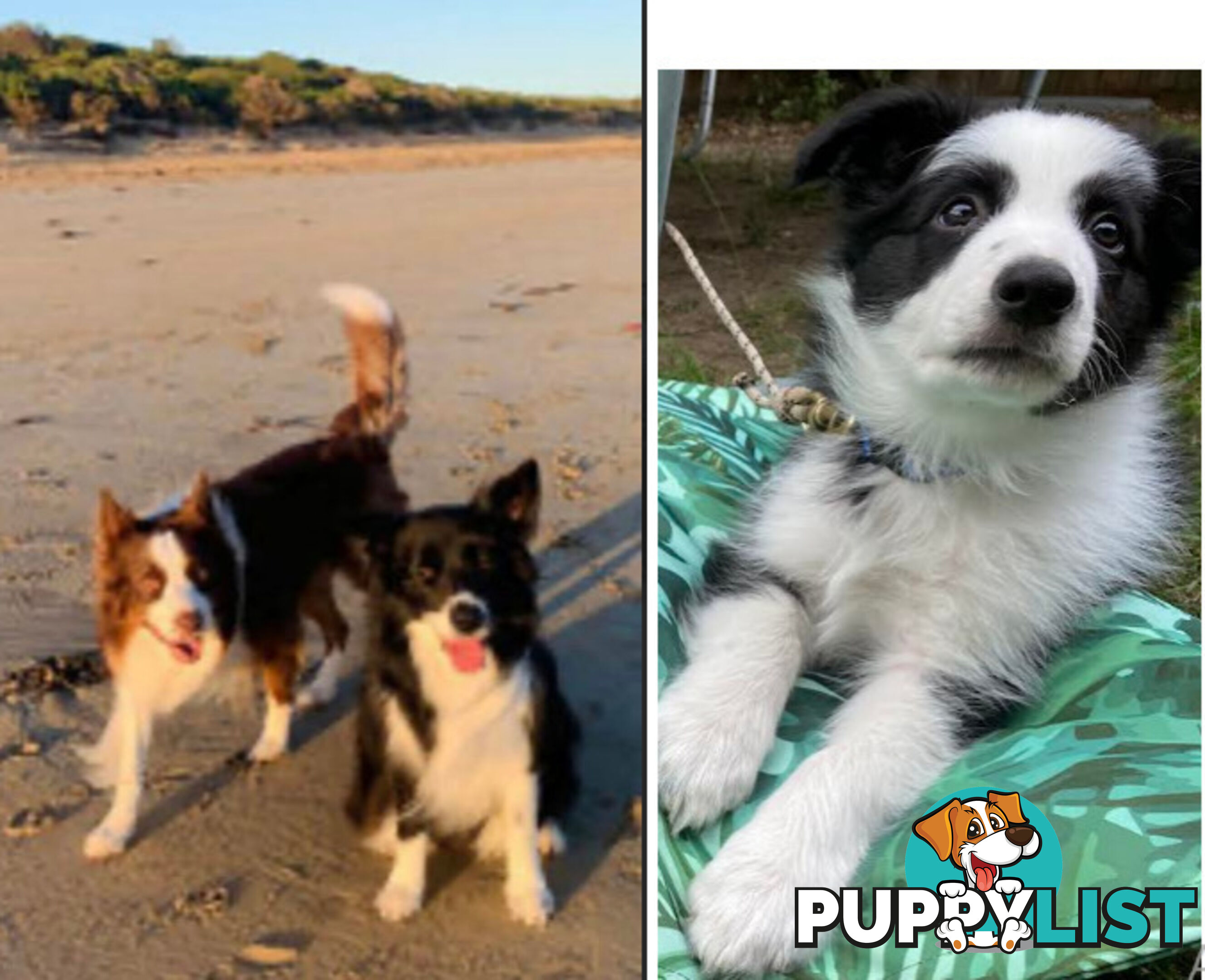 Purebred male border collie puppy