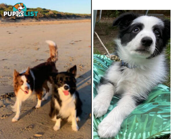 Purebred male border collie puppy