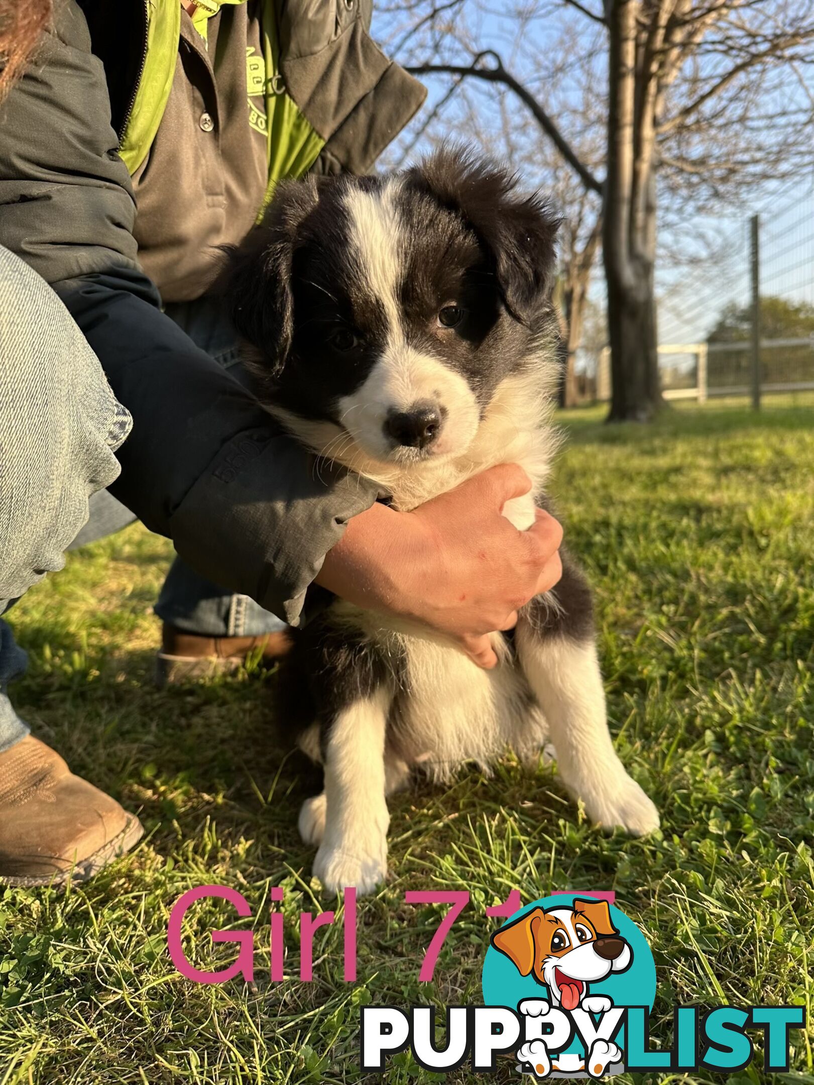 Fluffy Black & White border collies