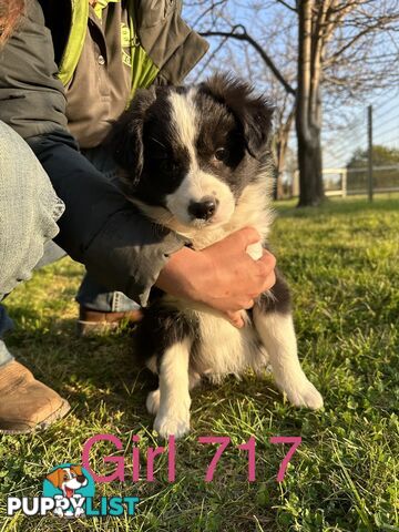 Fluffy Black & White border collies