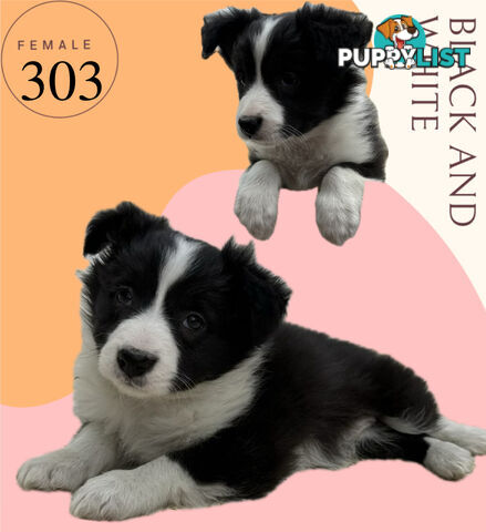 Fluffy Black &amp; White border collies