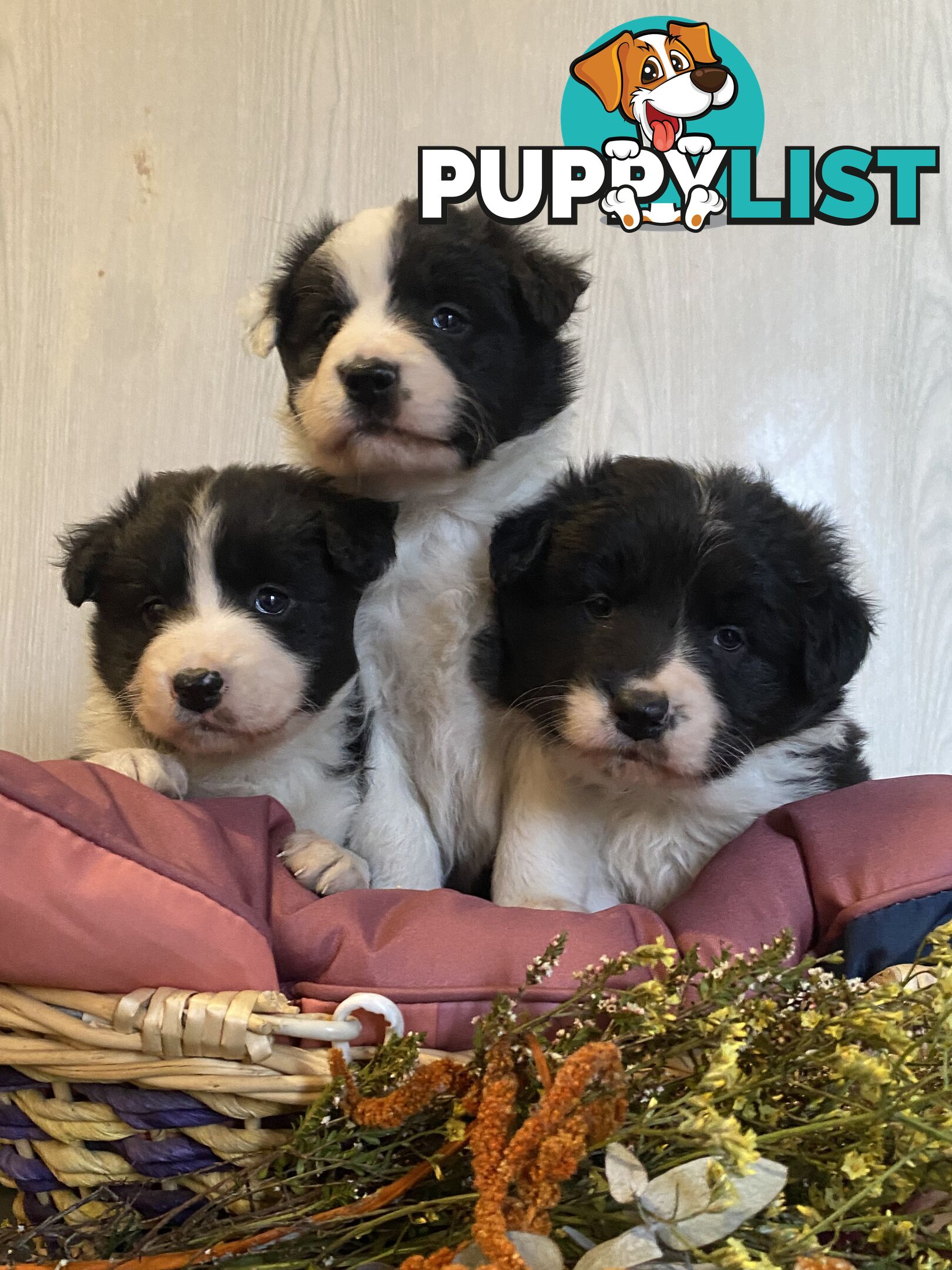 Fluffy Black & White border collies