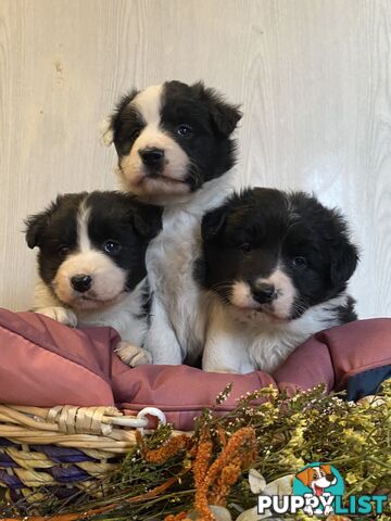 Fluffy Black & White border collies