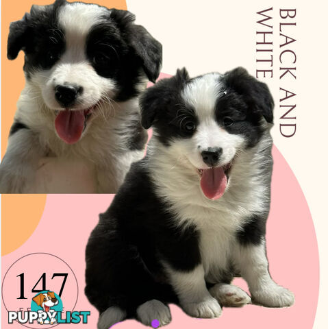 Fluffy Black &amp; White border collies