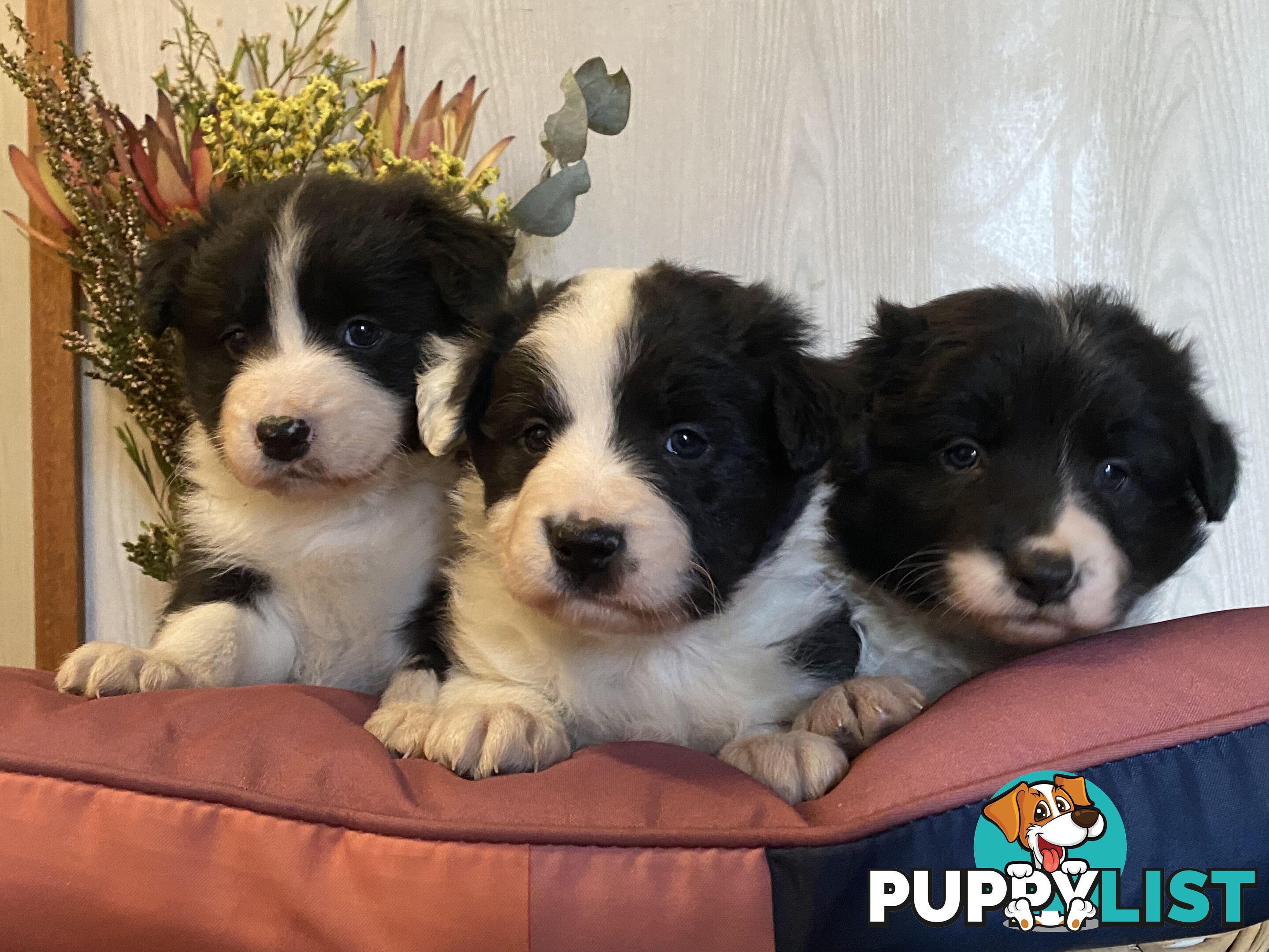 Fluffy Black & White border collies