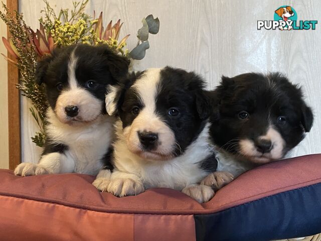 Fluffy Black & White border collies