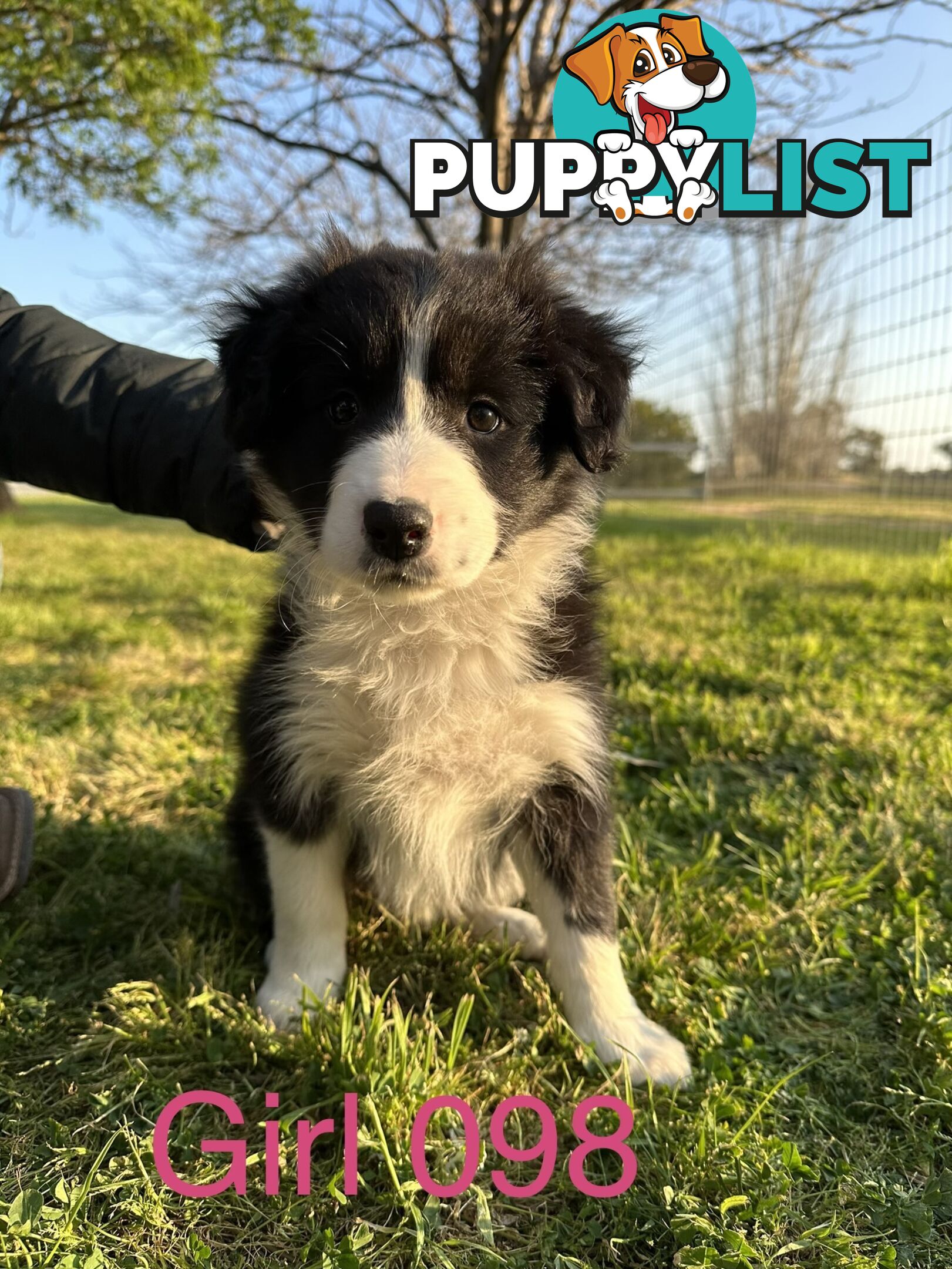 Fluffy Black & White border collies