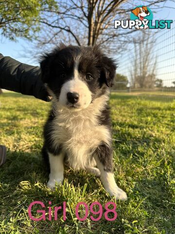 Fluffy Black & White border collies