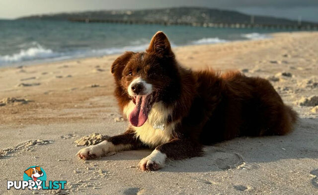 Fluffy Black &amp; White border collies