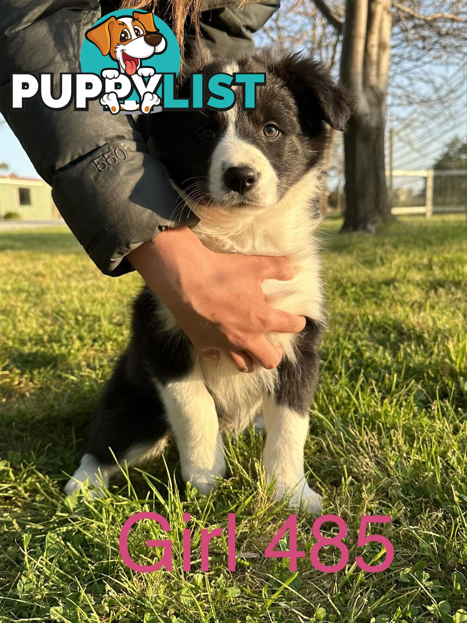 Fluffy Black & White border collies