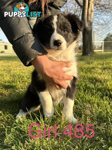 Fluffy Black & White border collies