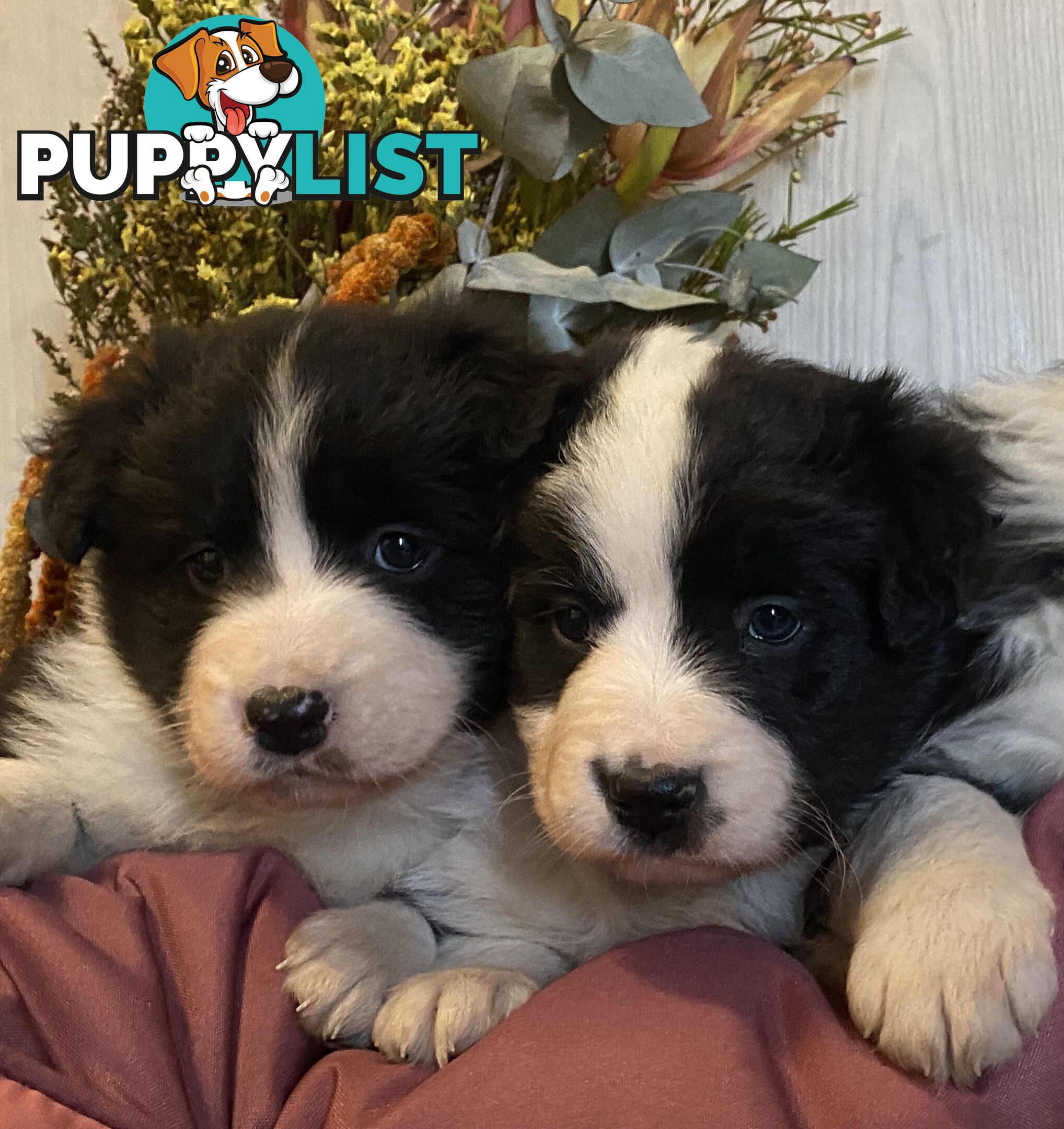 Fluffy Black & White border collies