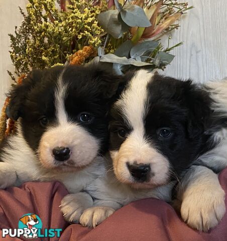 Fluffy Black & White border collies