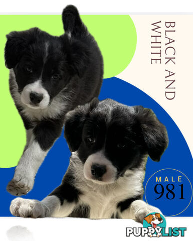 Fluffy Black &amp; White border collies