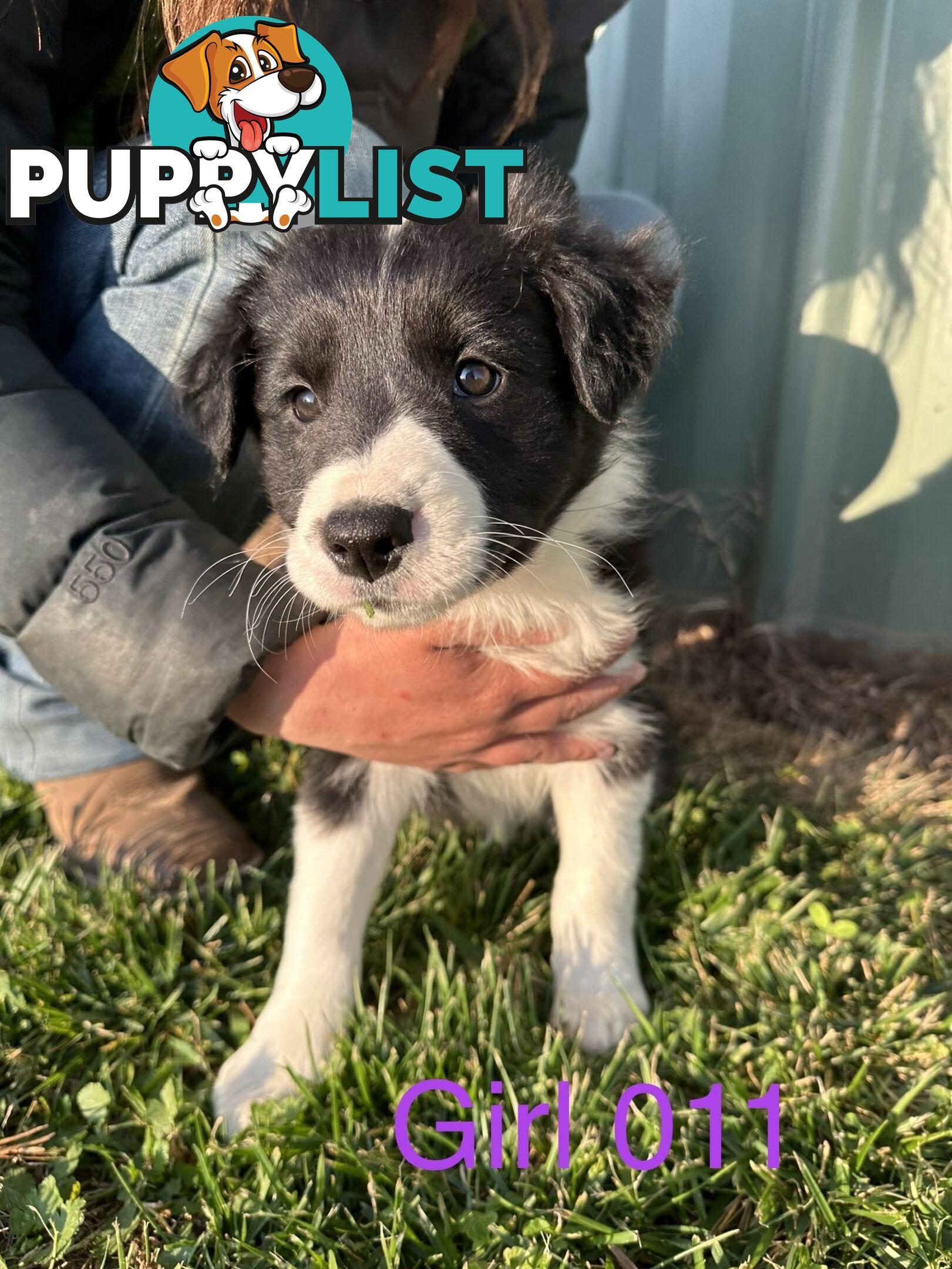 Fluffy Black & White border collies