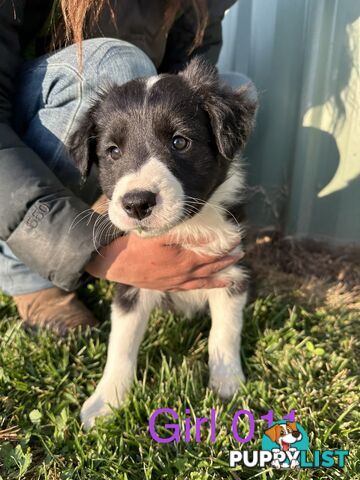 Fluffy Black & White border collies