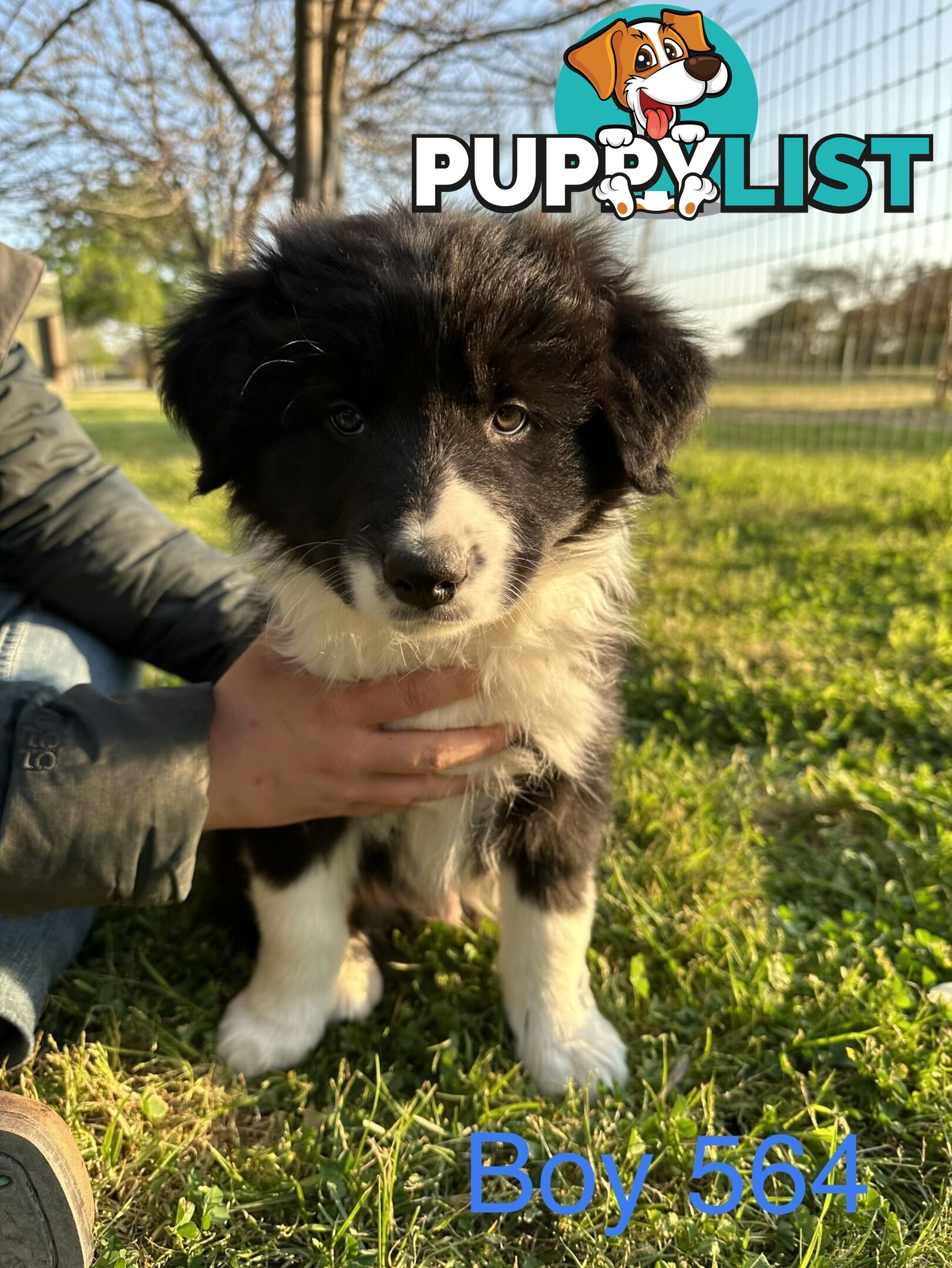 Fluffy Black & White border collies