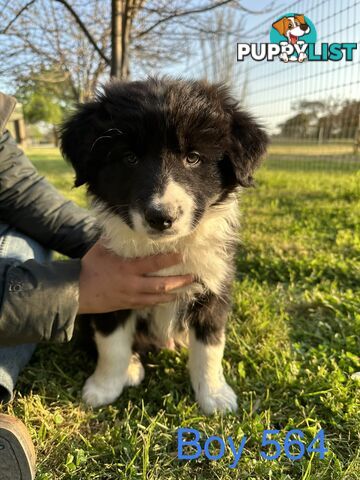 Fluffy Black & White border collies