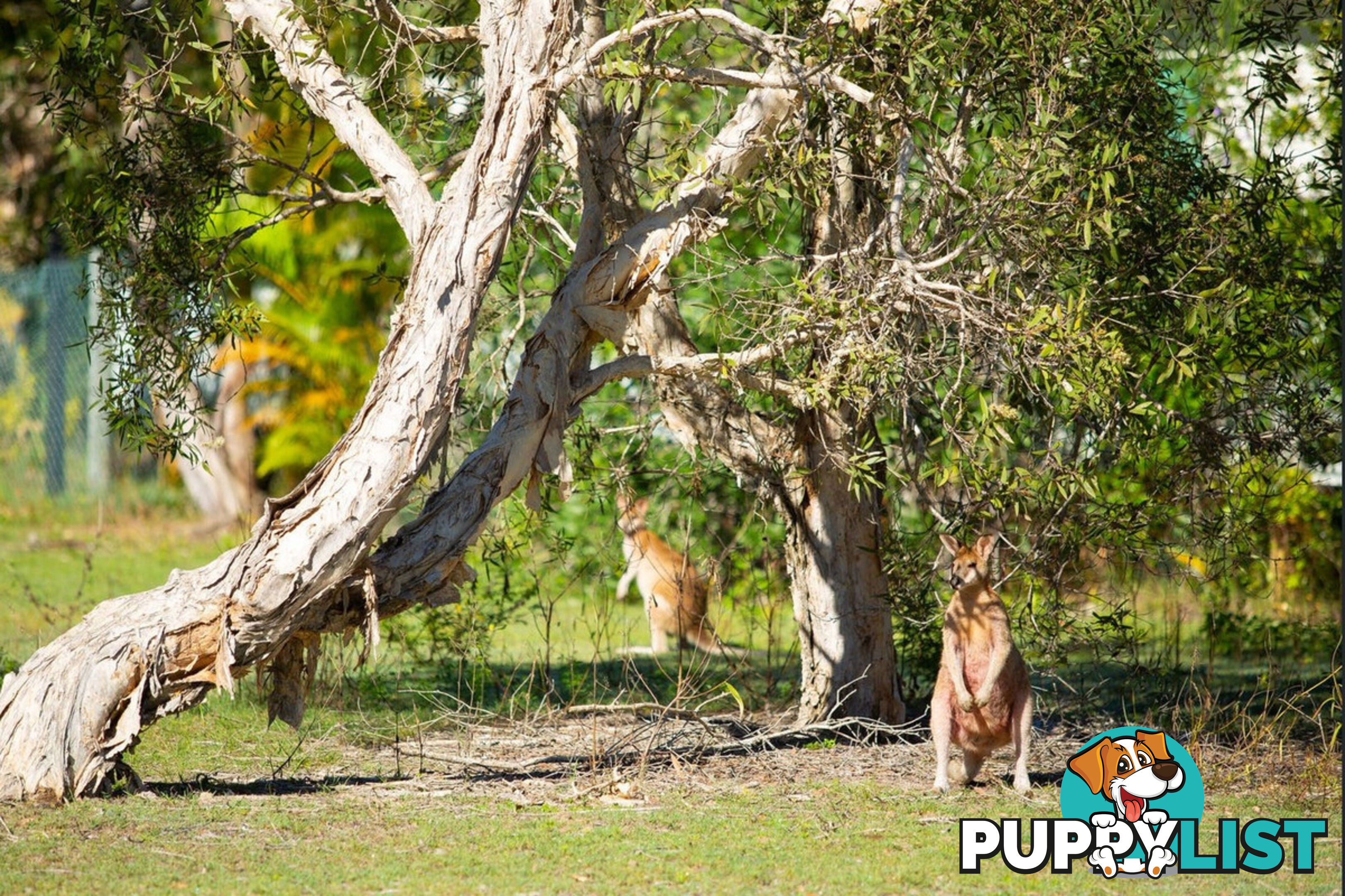 61 9 Wallaby Way South Stradbroke QLD 4216