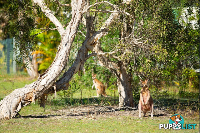 61 9 Wallaby Way South Stradbroke QLD 4216