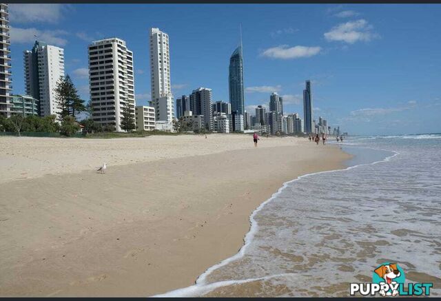 26 5 Queensland Avenue Broadbeach QLD 4218