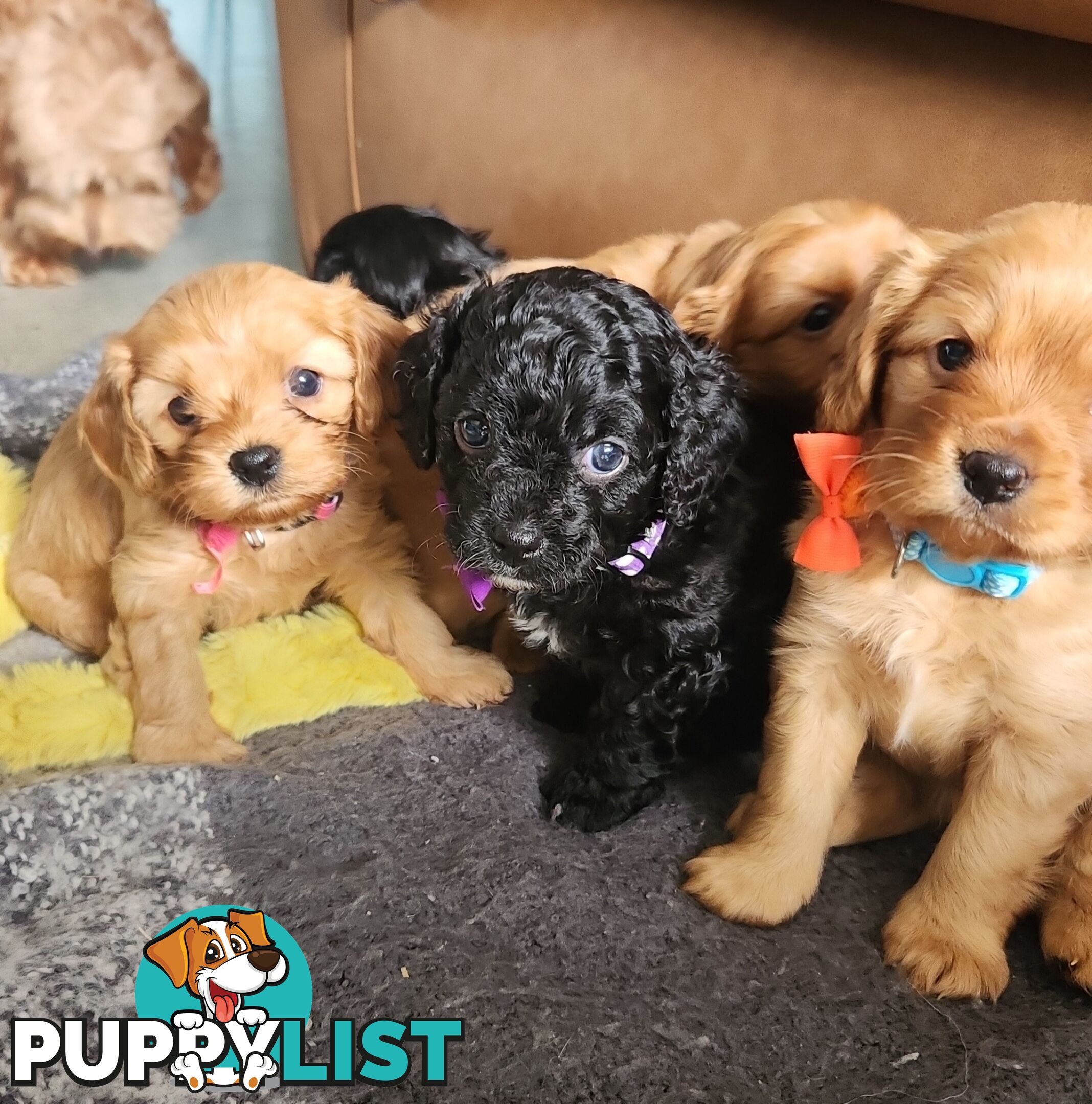 MINI CAVOODLE PUPPIES!!!