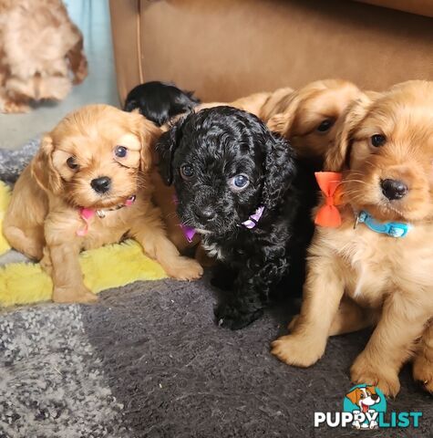 MINI CAVOODLES PUPPIES!!!