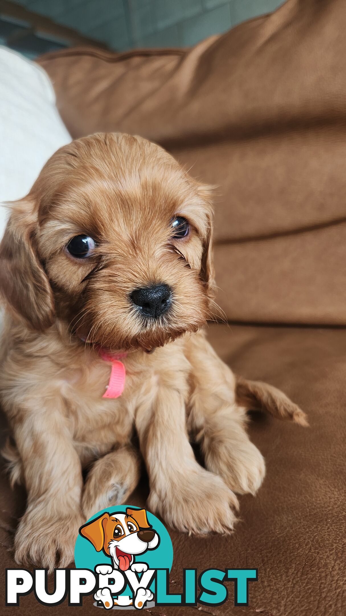 MINI CAVOODLE PUPPIES!!!