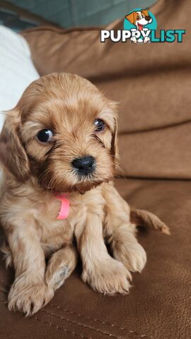 MINI CAVOODLE PUPPIES!!!
