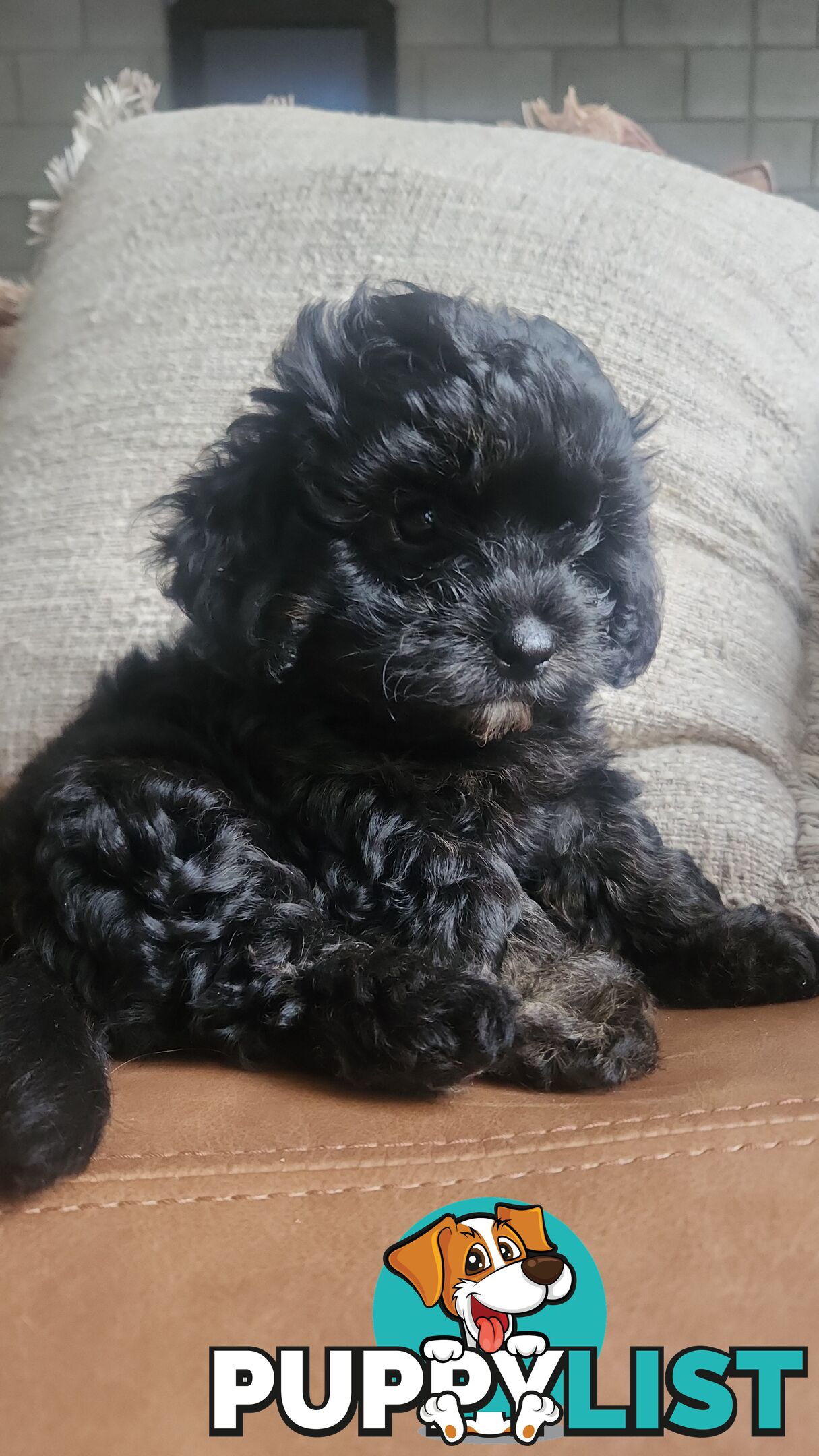 MINI CAVOODLE PUPPIES!!!