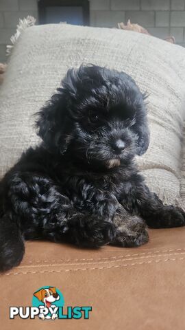 MINI CAVOODLE PUPPIES!!!