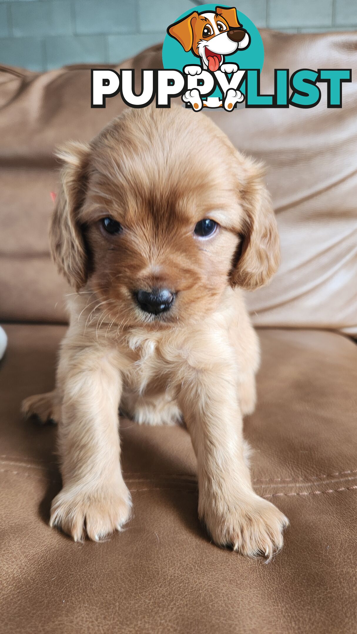 MINI CAVOODLE PUPPIES!!!