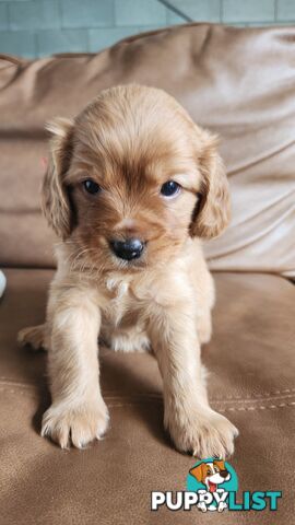 MINI CAVOODLE PUPPIES!!!