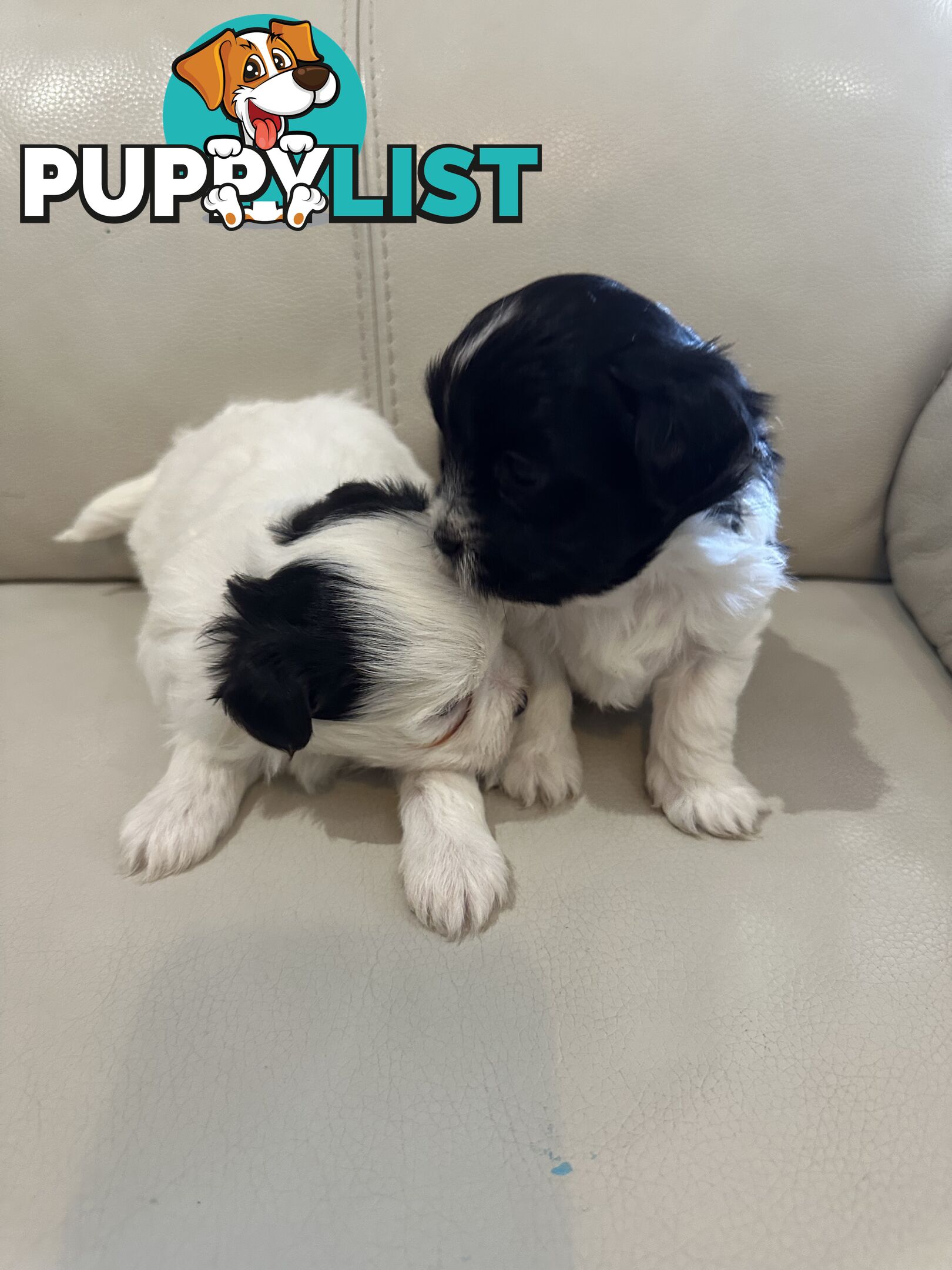 Maltese Shihtzu Female puppies